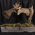 Deer Taxidermy