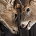 Deer Taxidermy