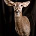 Deer Taxidermy