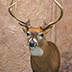 Deer Taxidermy