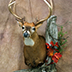 Deer Taxidermy