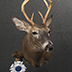 Deer Taxidermy