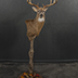 Deer Taxidermy