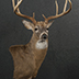 Deer Taxidermy