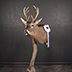 Deer Taxidermy