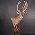 Deer Taxidermy