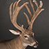 Deer Taxidermy