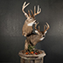 Deer Taxidermy