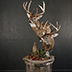 Deer Taxidermy