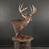 Deer Taxidermy