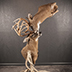 Deer Taxidermy