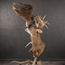 Deer Taxidermy