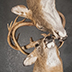 Deer Taxidermy