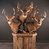 Deer Taxidermy