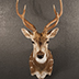 Deer Taxidermy