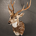 Deer Taxidermy