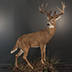 Deer Taxidermy