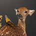 Deer Taxidermy