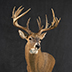 Deer Taxidermy