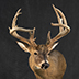 Deer Taxidermy