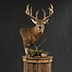 Deer Taxidermy