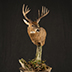 Deer Taxidermy