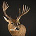 Deer Taxidermy