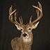 Deer Taxidermy