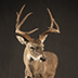 Deer Taxidermy