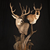 Deer Taxidermy