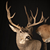 Deer Taxidermy