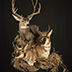 Deer Taxidermy