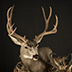 Deer Taxidermy