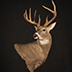 Deer Taxidermy