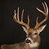 Deer Taxidermy