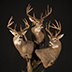 Deer Taxidermy