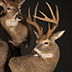 Deer Taxidermy