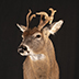 Deer Taxidermy