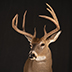 Deer Taxidermy