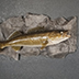 Fish Taxidermy