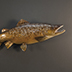 Fish Taxidermy