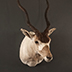 Game Head Taxidermy