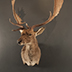 Game Head Taxidermy