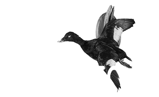 Waterfowl Taxidermy